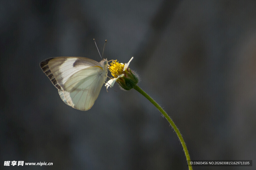 白蝶停驻黄蕊花朵
