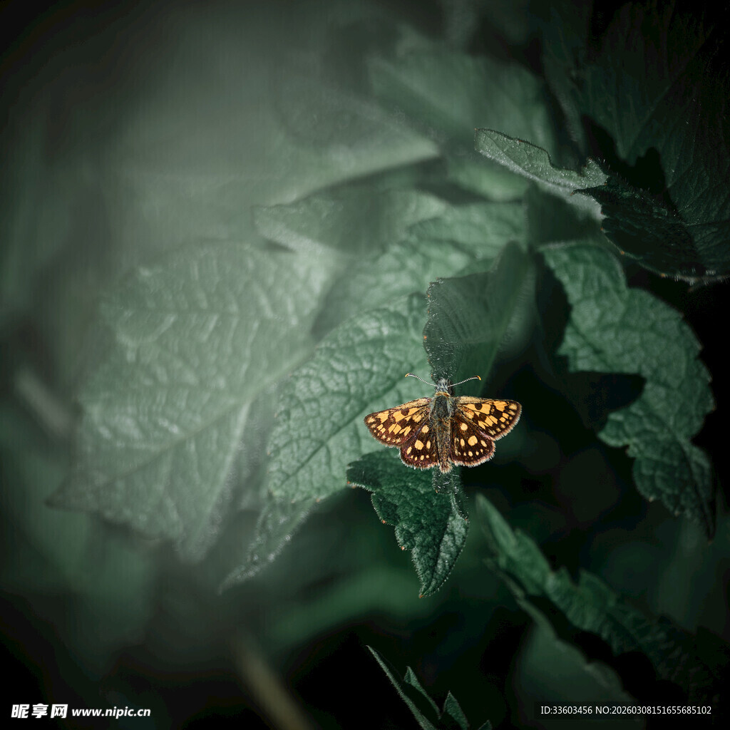 绿叶上的斑斓蝴蝶