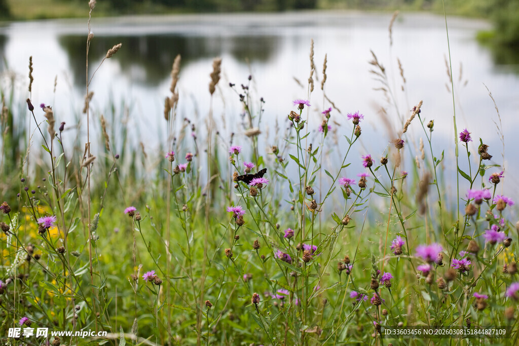 湖畔野花绽放的美丽景致
