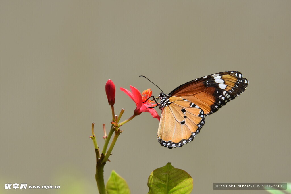 蝴蝶停驻红花朵上