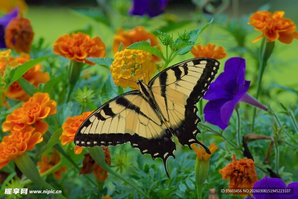 彩蝶栖于缤纷花丛中