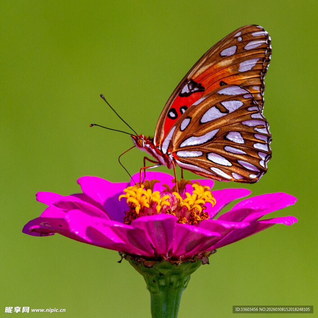 蝴蝶停留在粉色花朵上