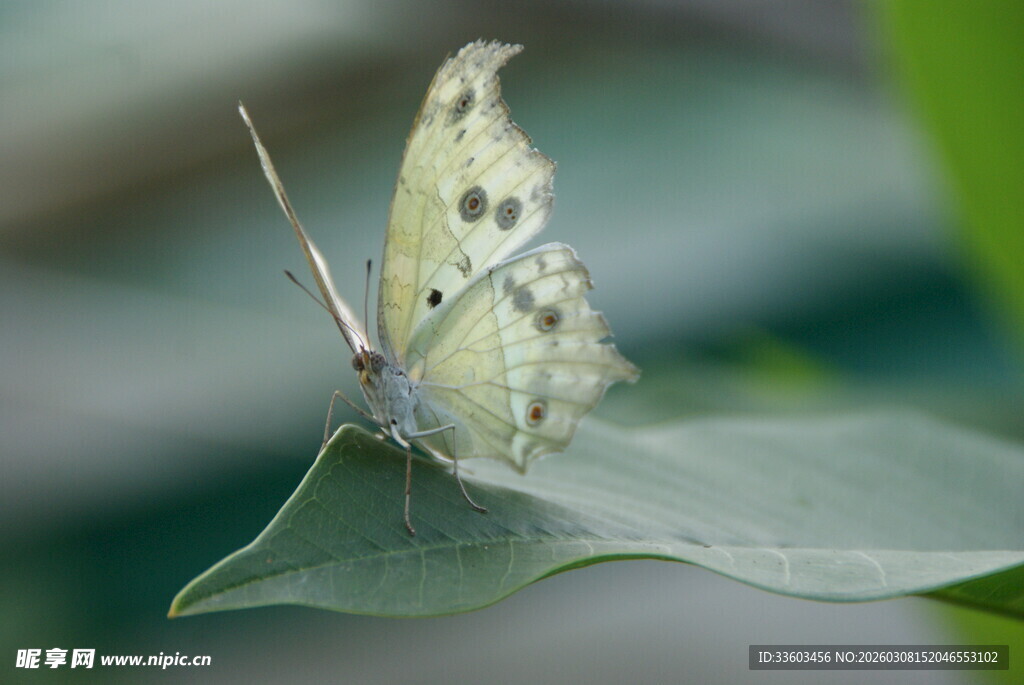 绿叶上的淡色蝴蝶