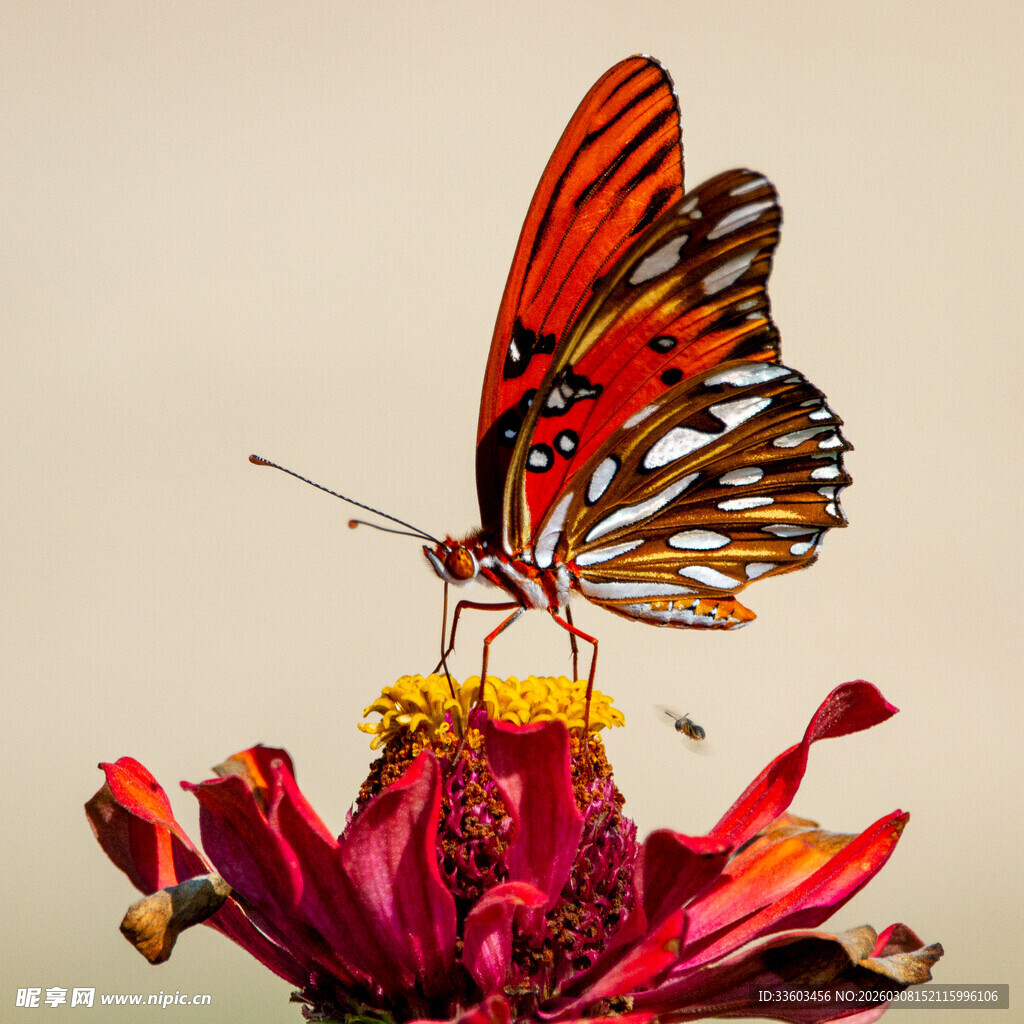 蝴蝶停驻艳丽花朵上