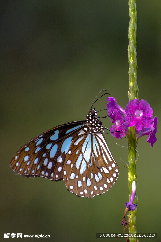 蓝斑蝴蝶停驻紫花上