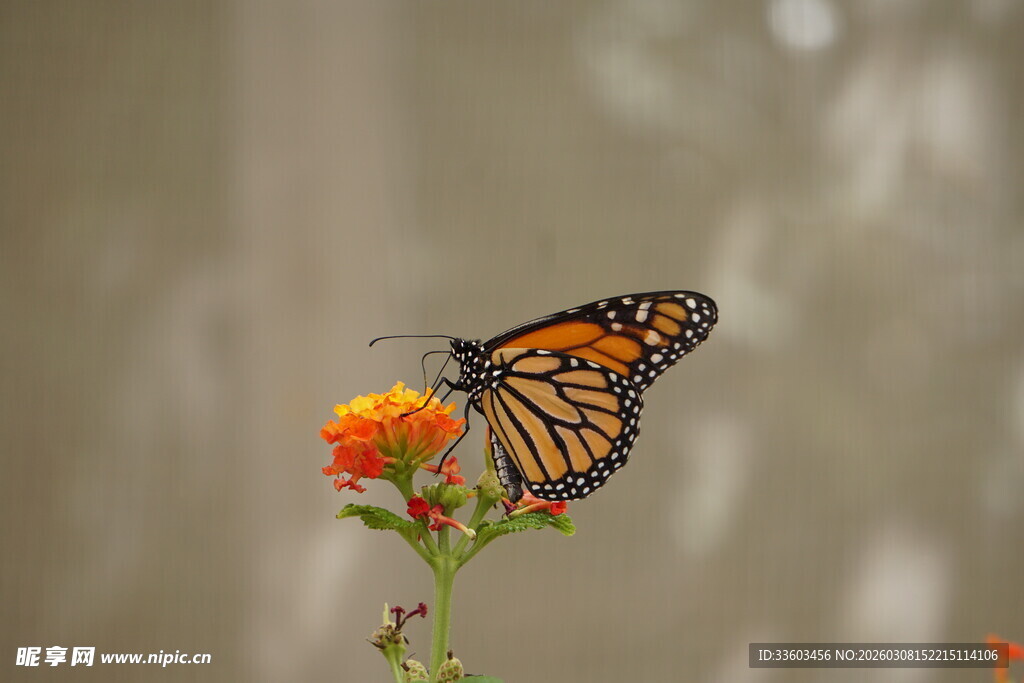 蝴蝶停驻在鲜艳花朵上