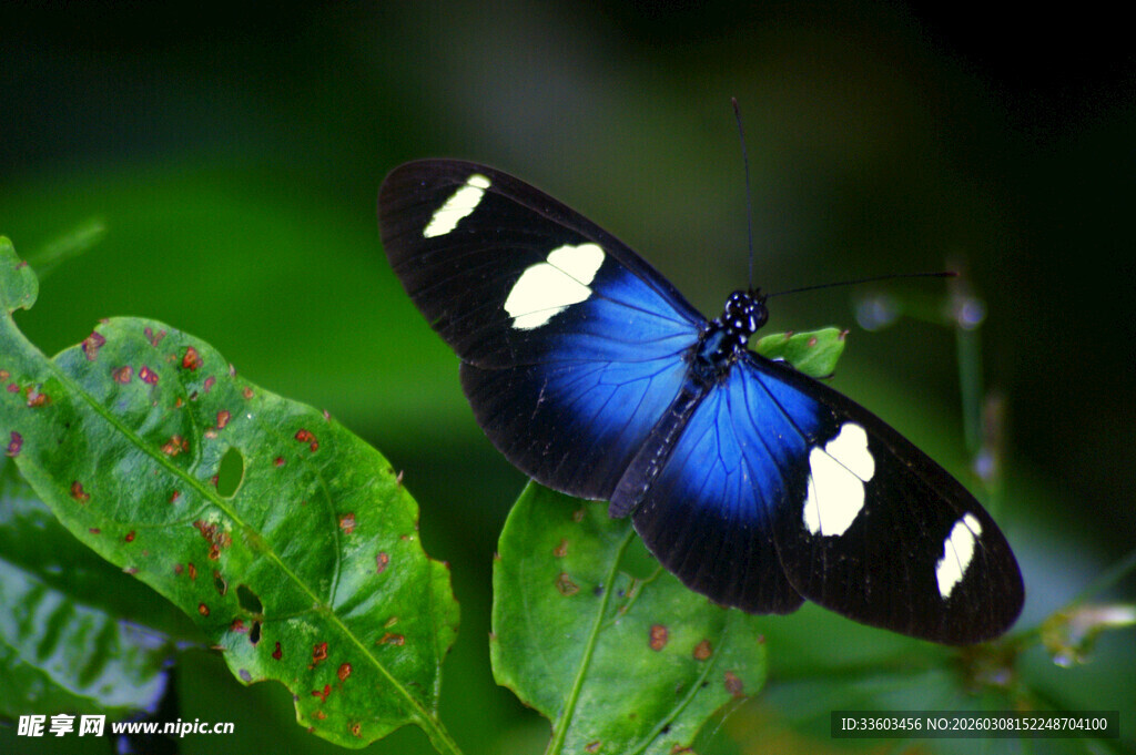 蓝白相间蝴蝶停于绿叶间
