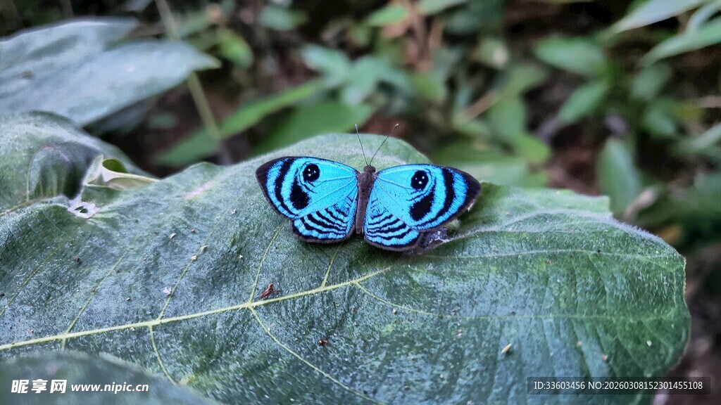 蓝斑蝴蝶停于绿叶上