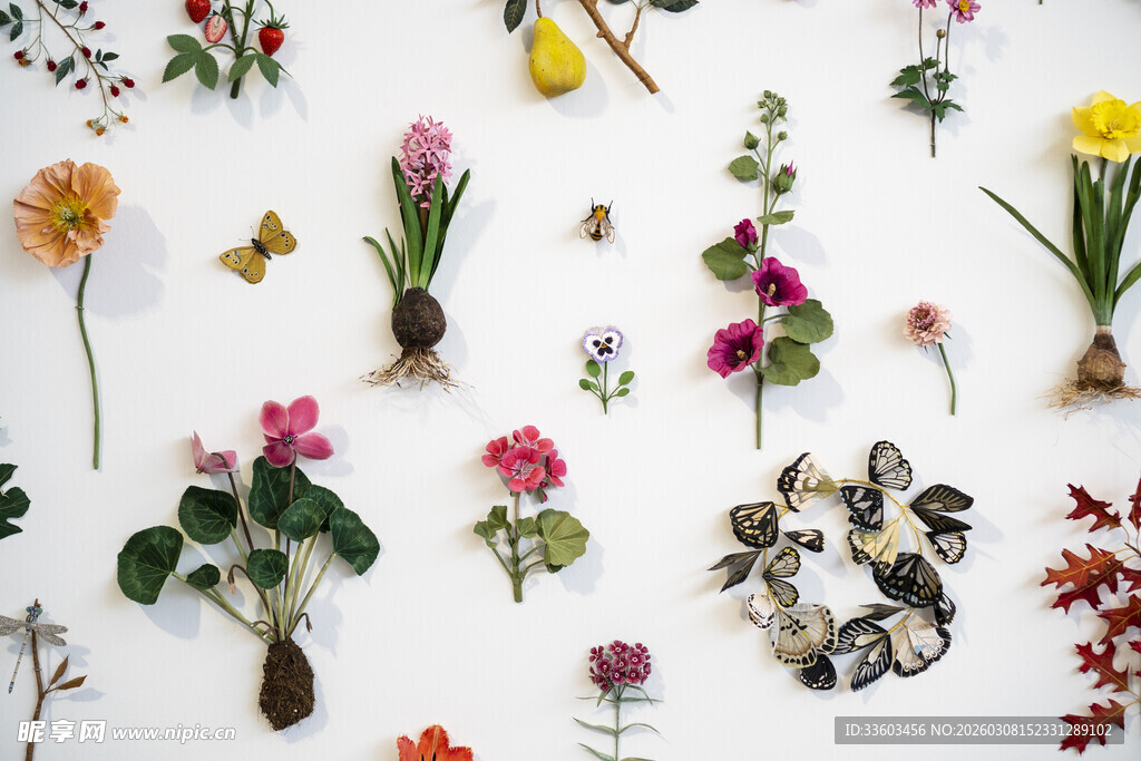 多样花卉植物标本展示