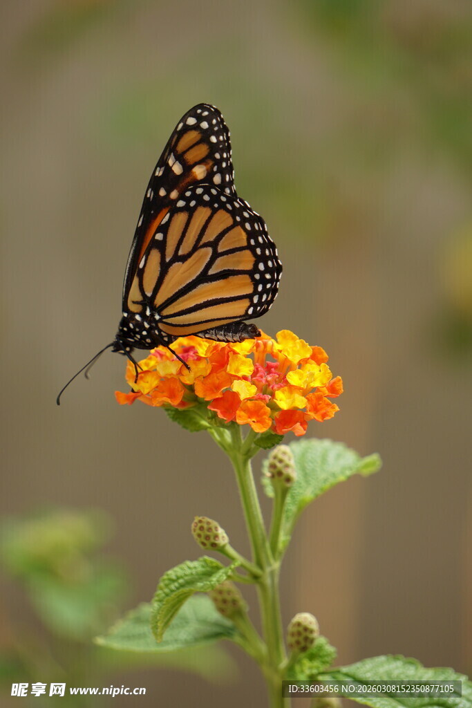 蝴蝶停驻鲜艳花朵上