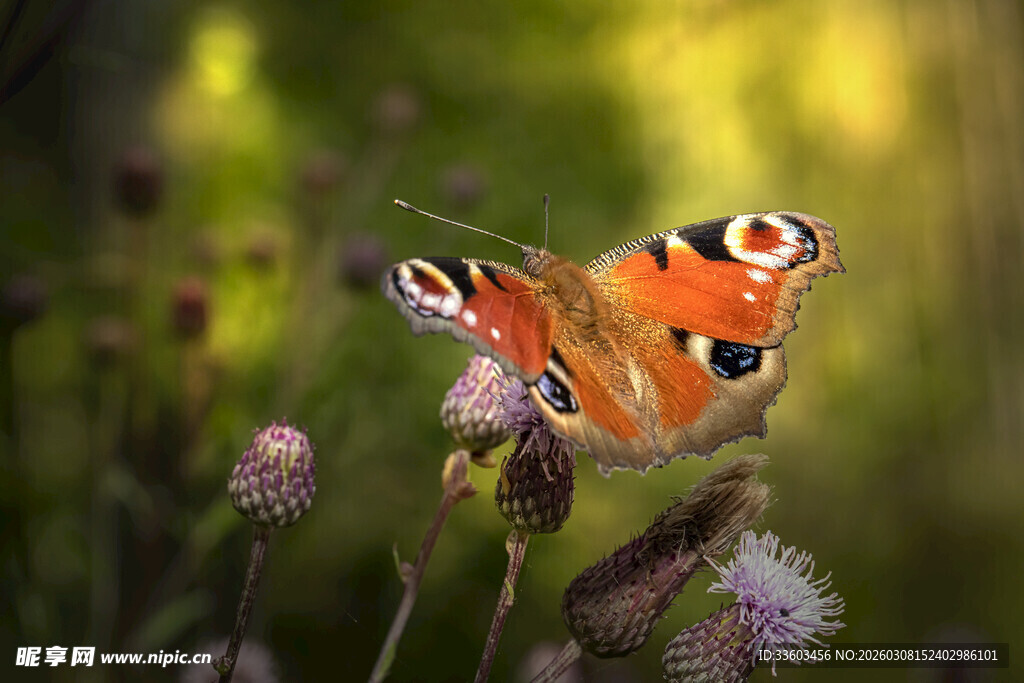 蝴蝶停驻于紫色花朵上