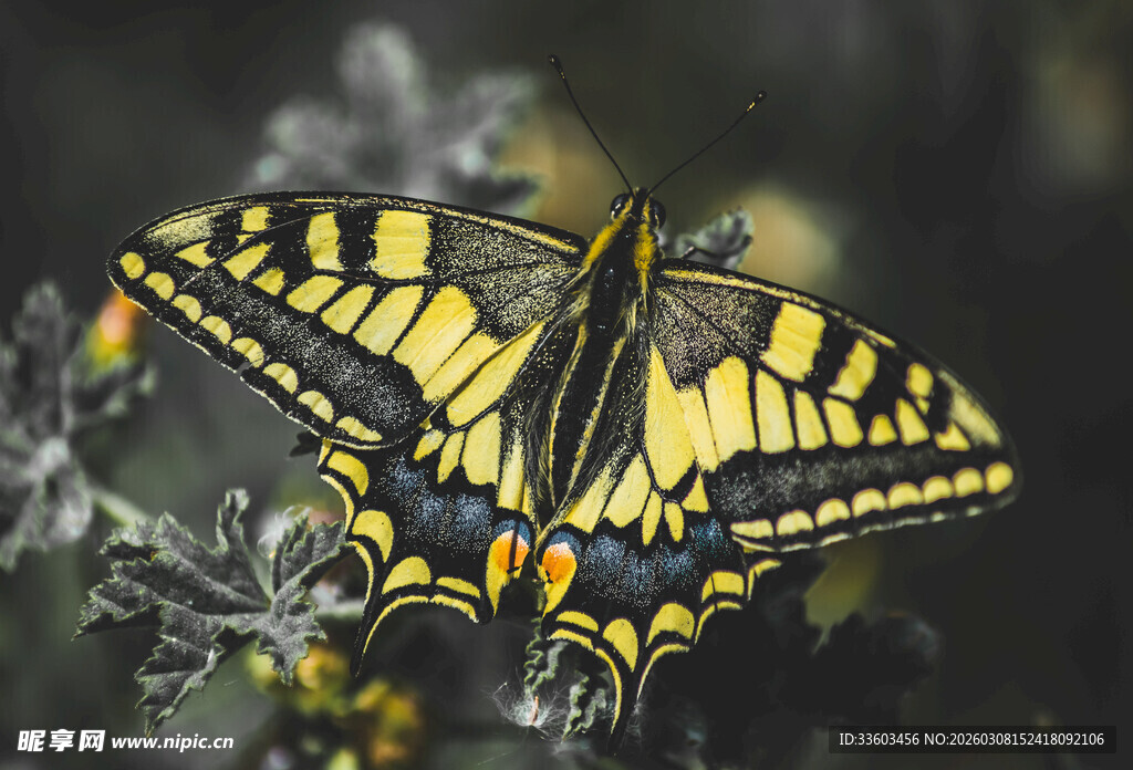 黄黑相间蝴蝶停驻花朵间