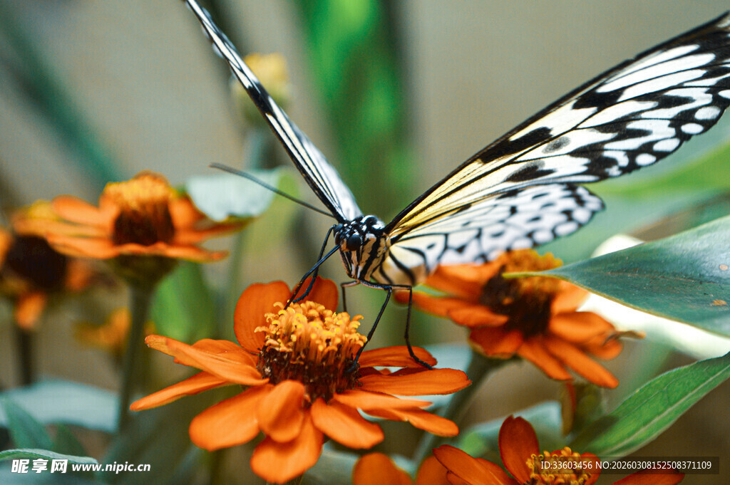 蝴蝶停驻在艳丽花朵上