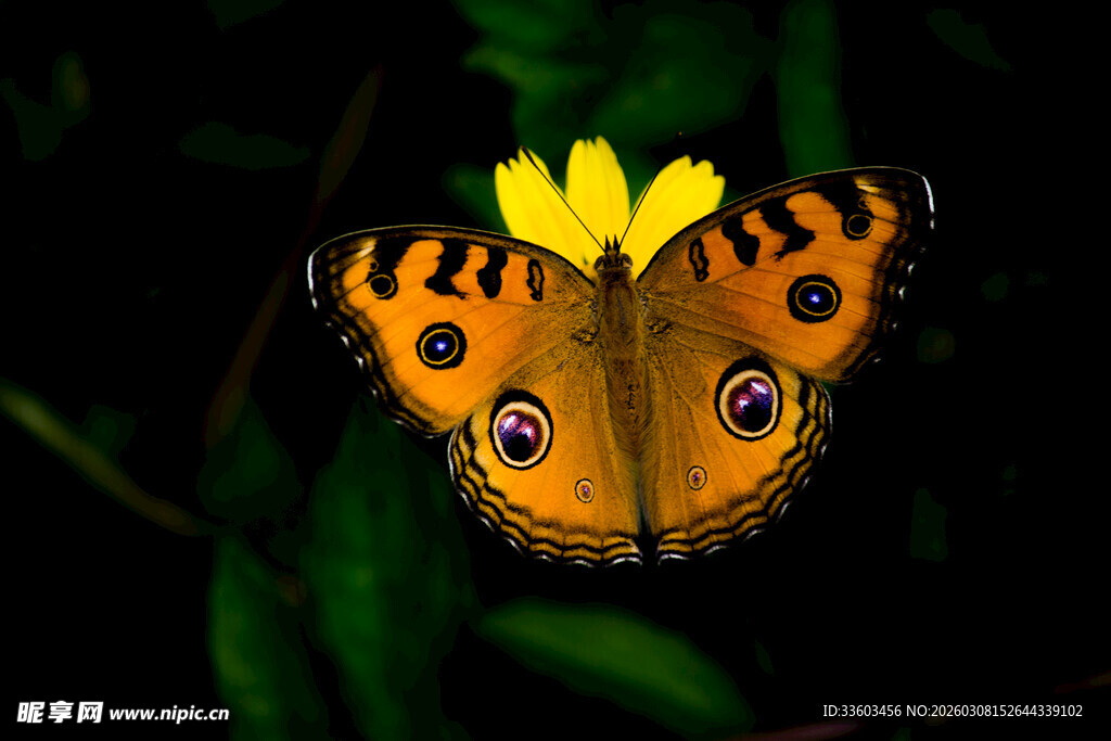 橙黑蝴蝶停驻黄花上