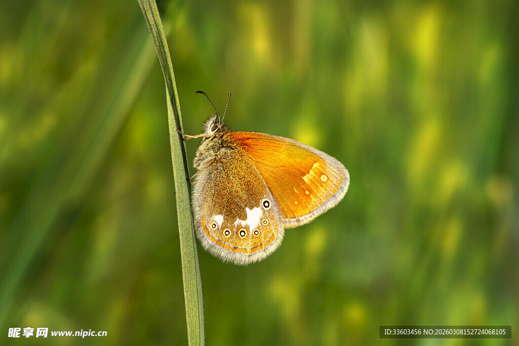 草茎上停歇的橙蝶
