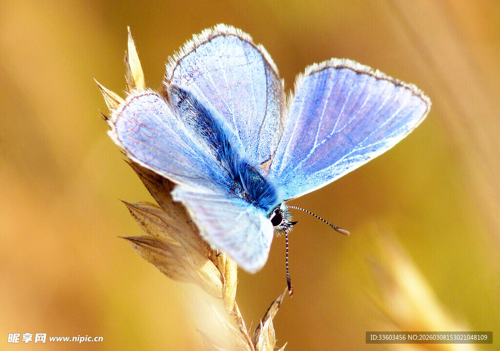 蓝蝶停驻于草尖