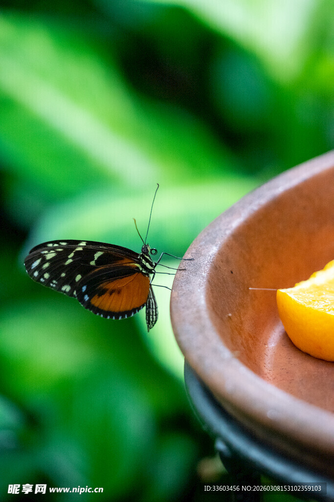 蝴蝶停留在水果旁