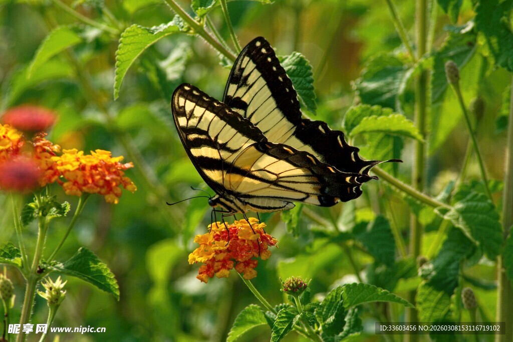 蝴蝶停驻多彩花丛间