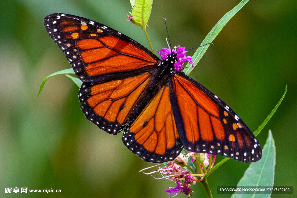 帝王蝶停驻于紫色花朵