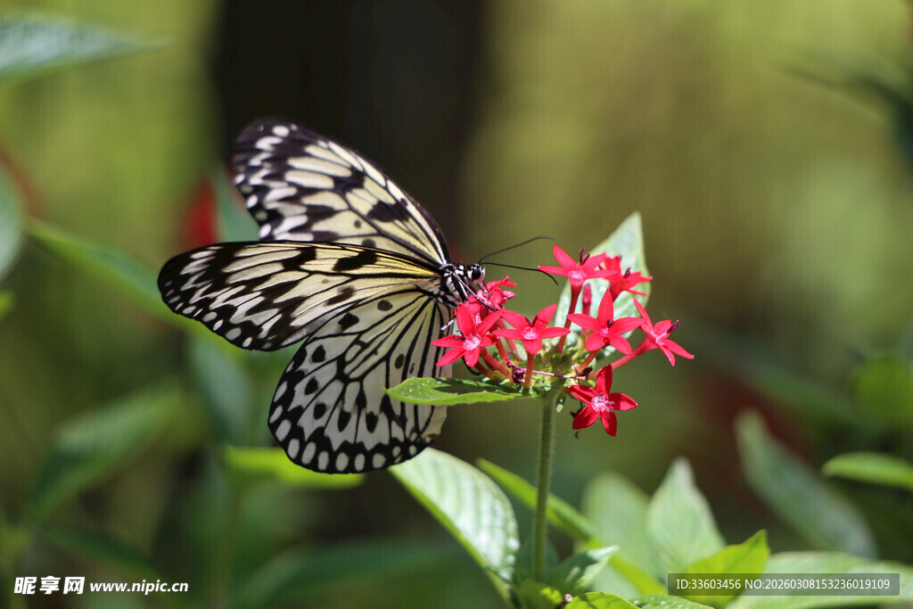 蝴蝶停驻鲜艳花朵上