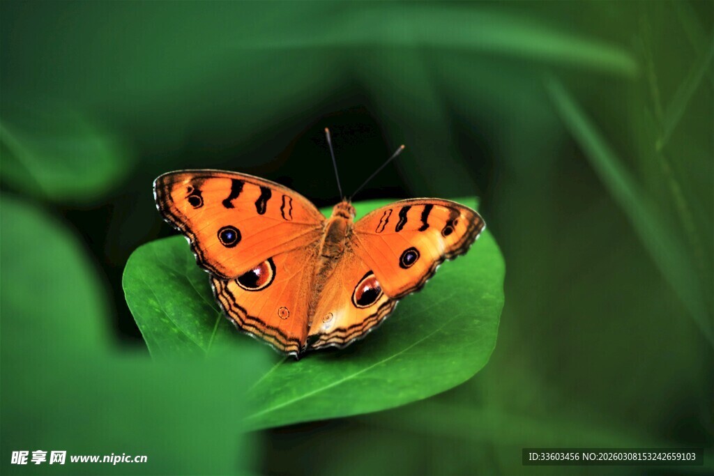 橙蝶停绿叶