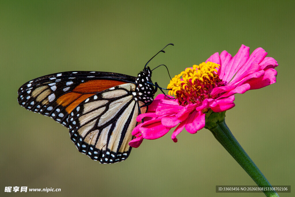 蝴蝶停驻粉色花朵