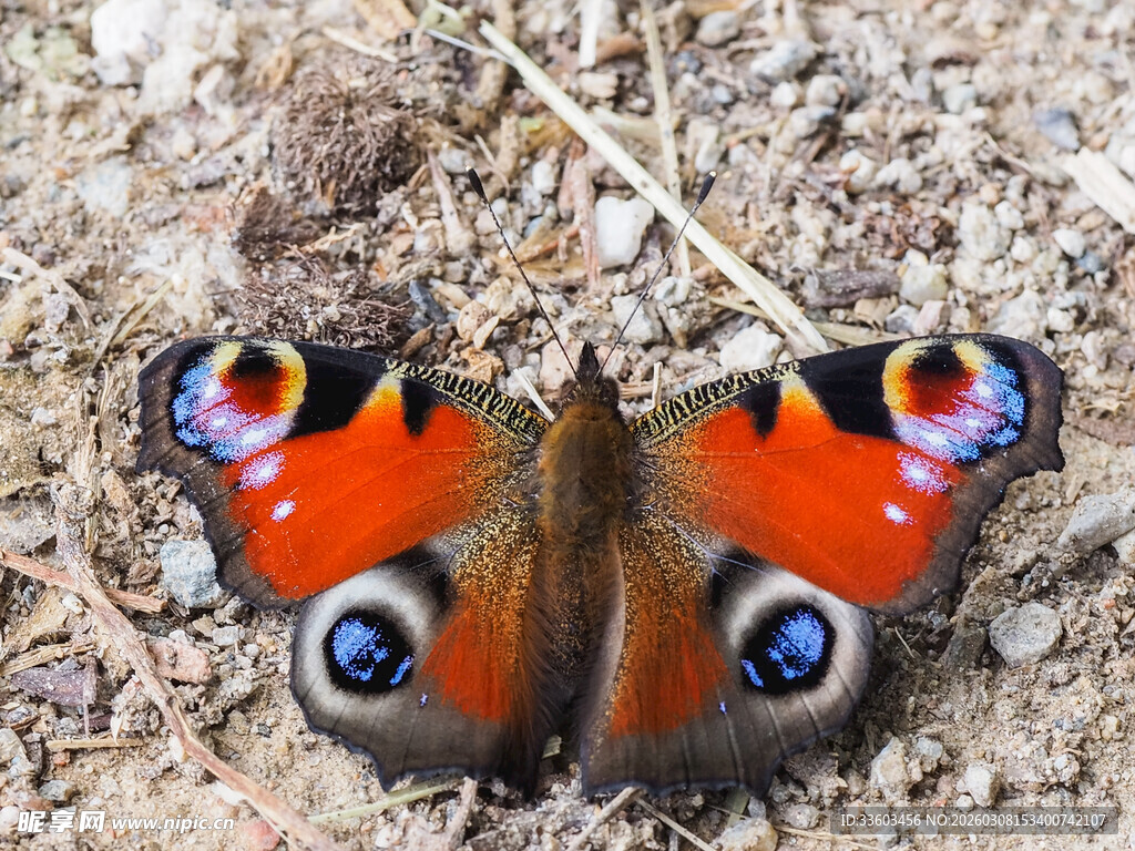艳丽孔雀蝴蝶栖息于地面