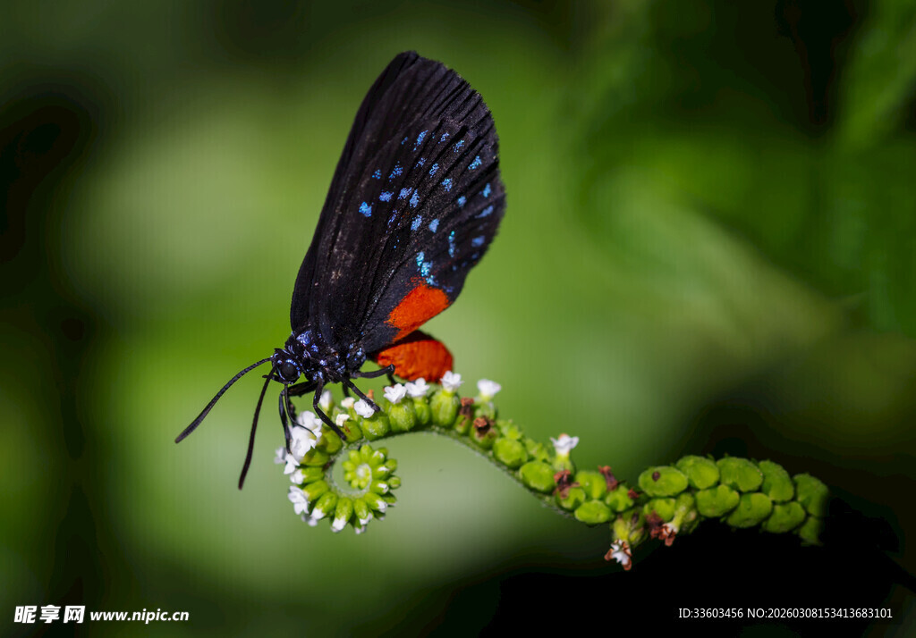 蓝红相间蝴蝶停于绿植上