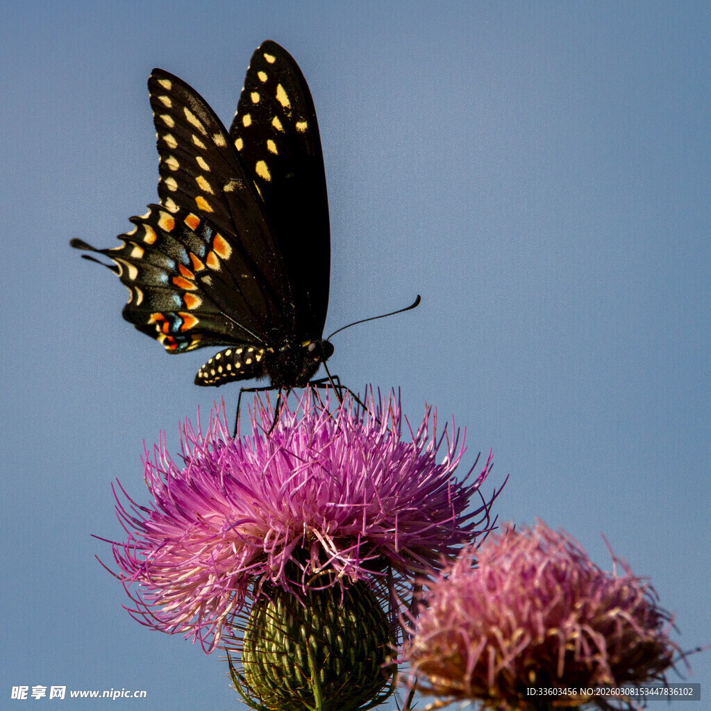 黑蝴蝶停驻粉紫色花朵