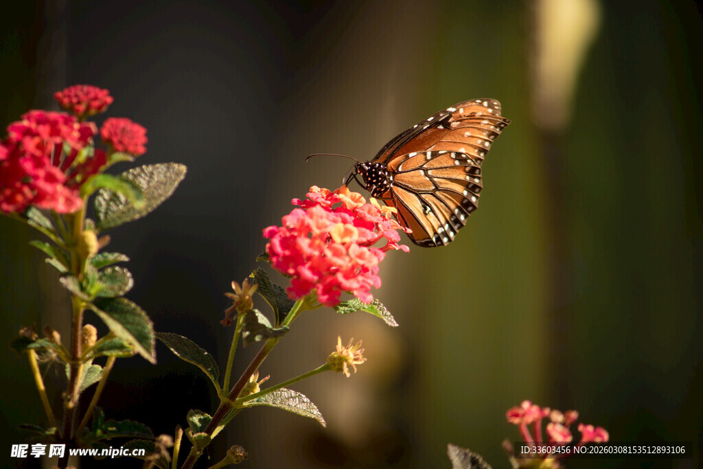 蝴蝶停驻在艳红花朵上