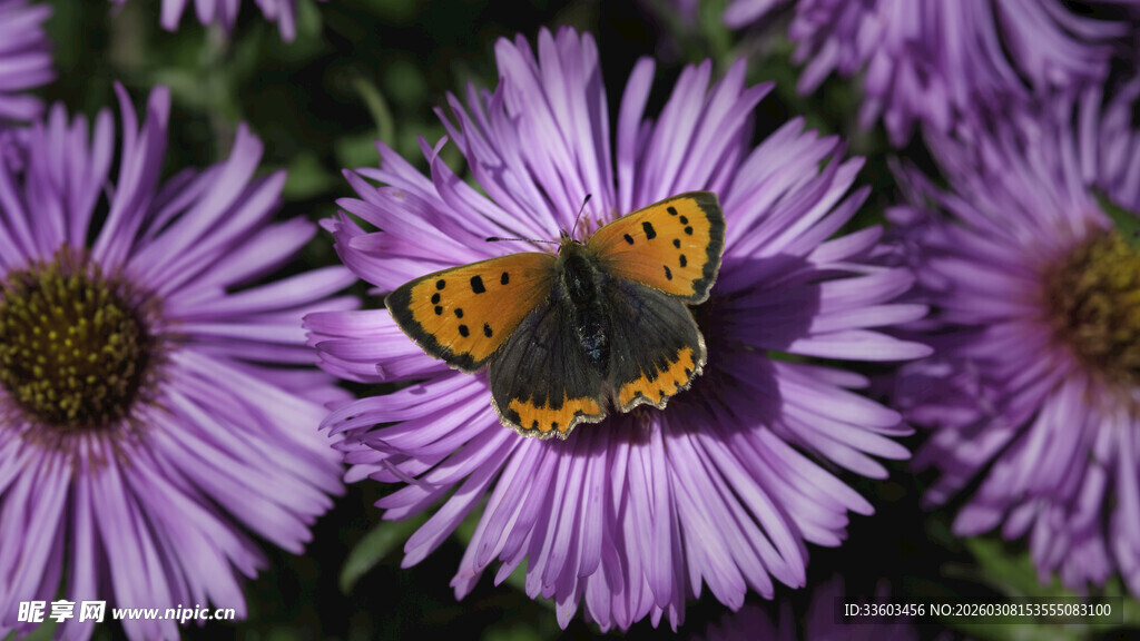 紫花上的橙黑相间蝴蝶
