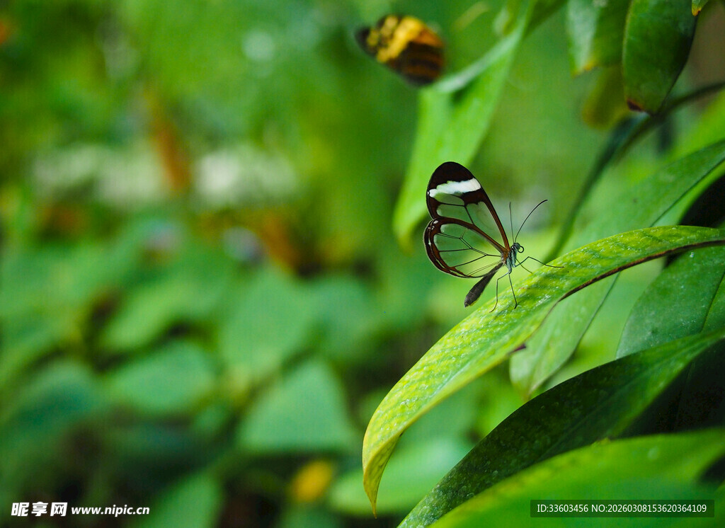 绿叶间的精致小昆虫