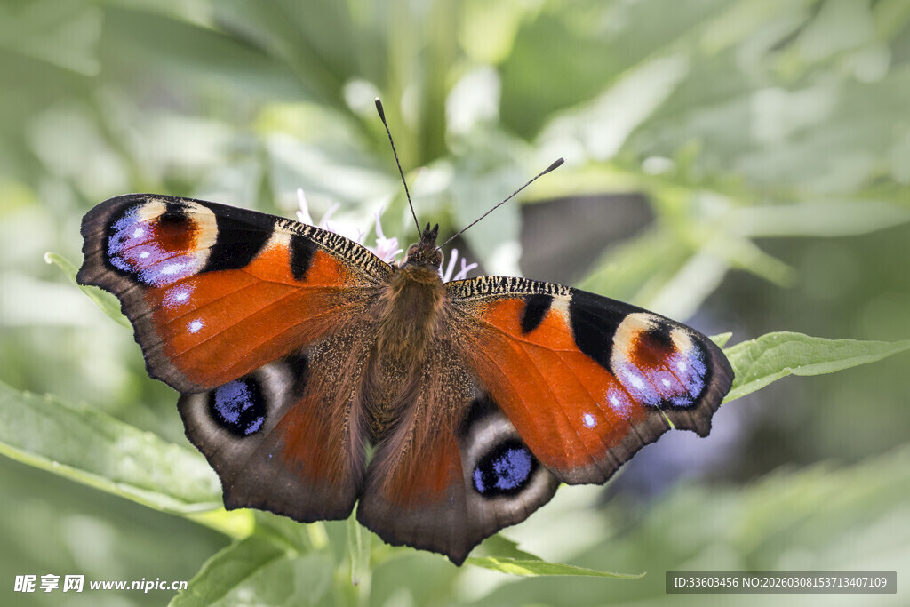 斑斓孔雀蝶停栖绿叶间