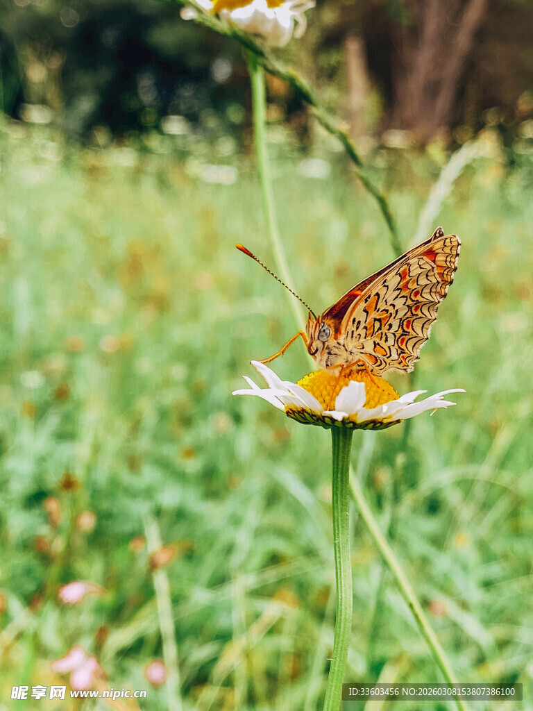 蝴蝶停驻于野花之上