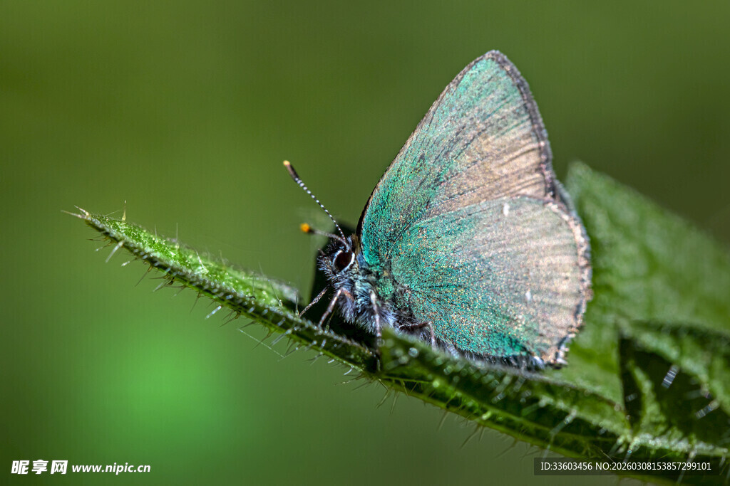 蓝绿色蝴蝶停于绿叶上