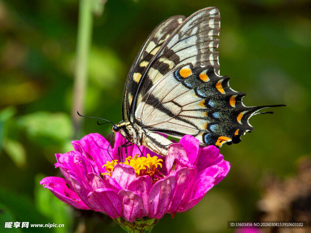 蝴蝶停驻粉色花朵上