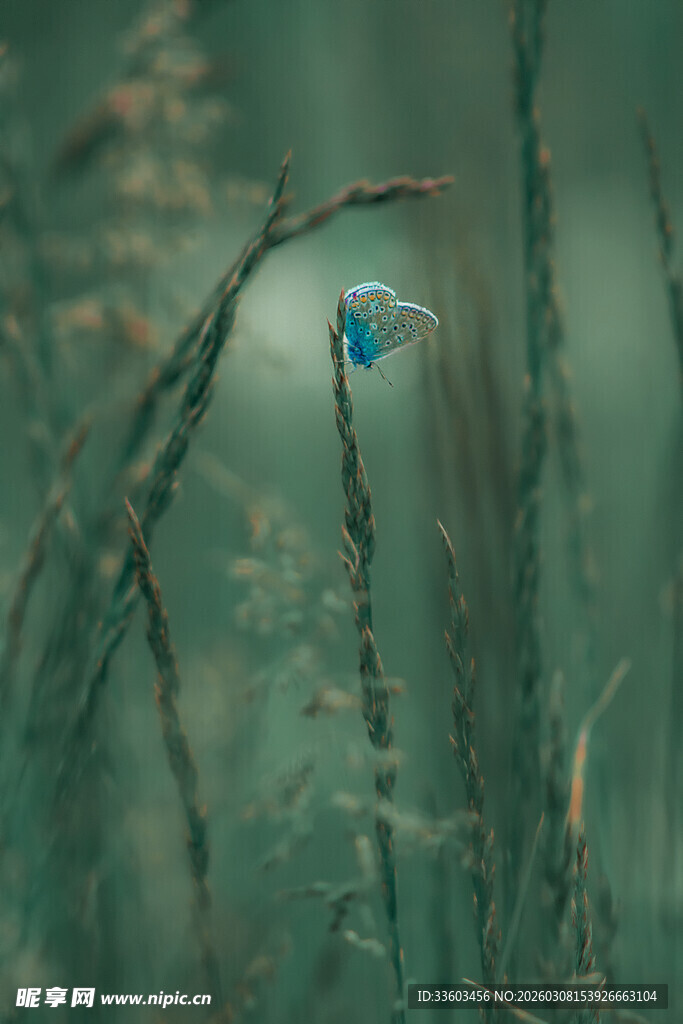 草丛中的蓝色小鸟