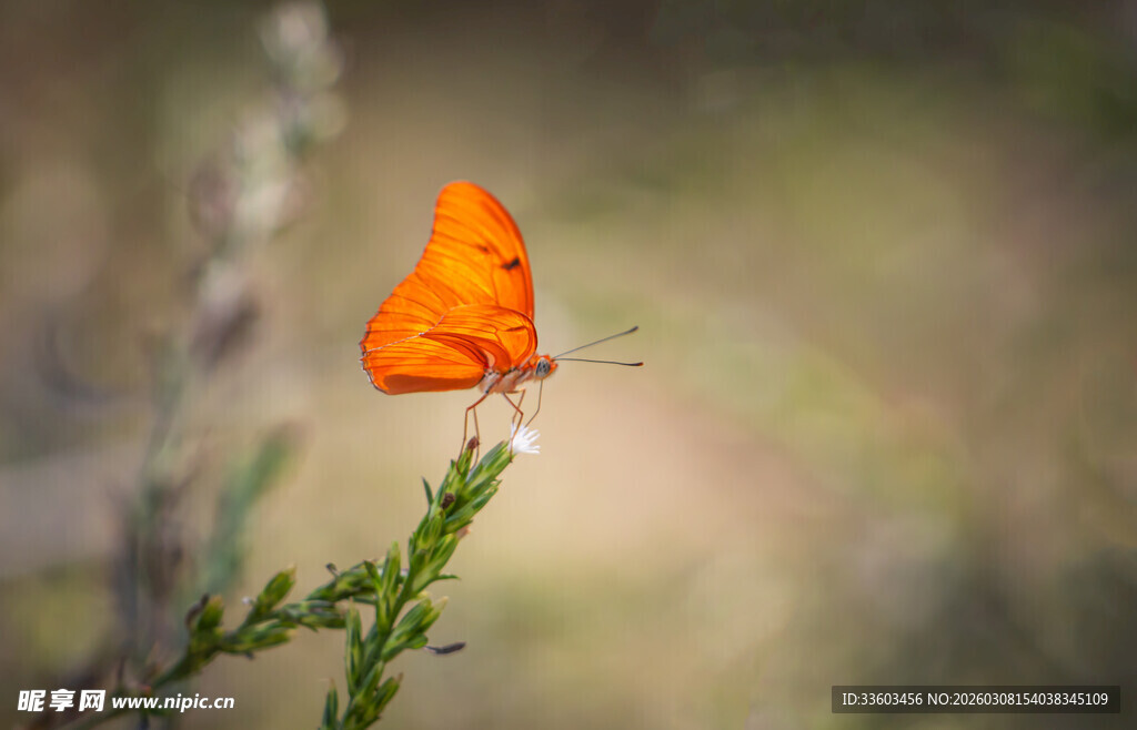 橙蝶停于绿枝上