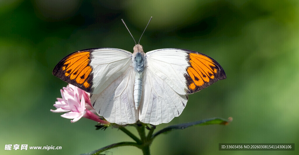 白蝶停驻粉花上