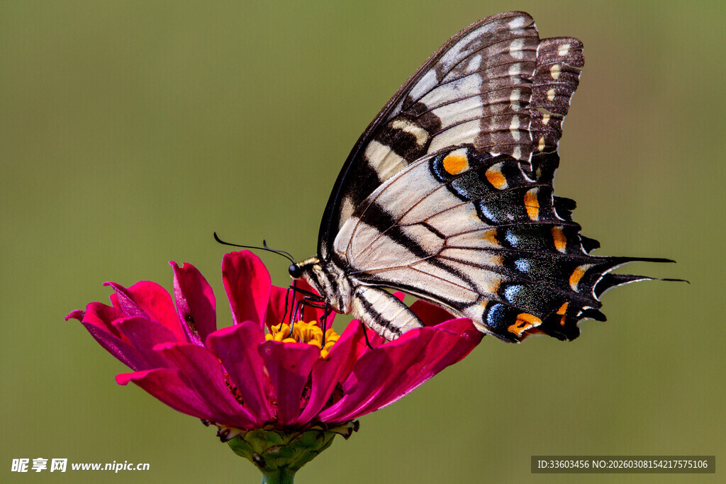 蝴蝶停驻在艳丽花朵上