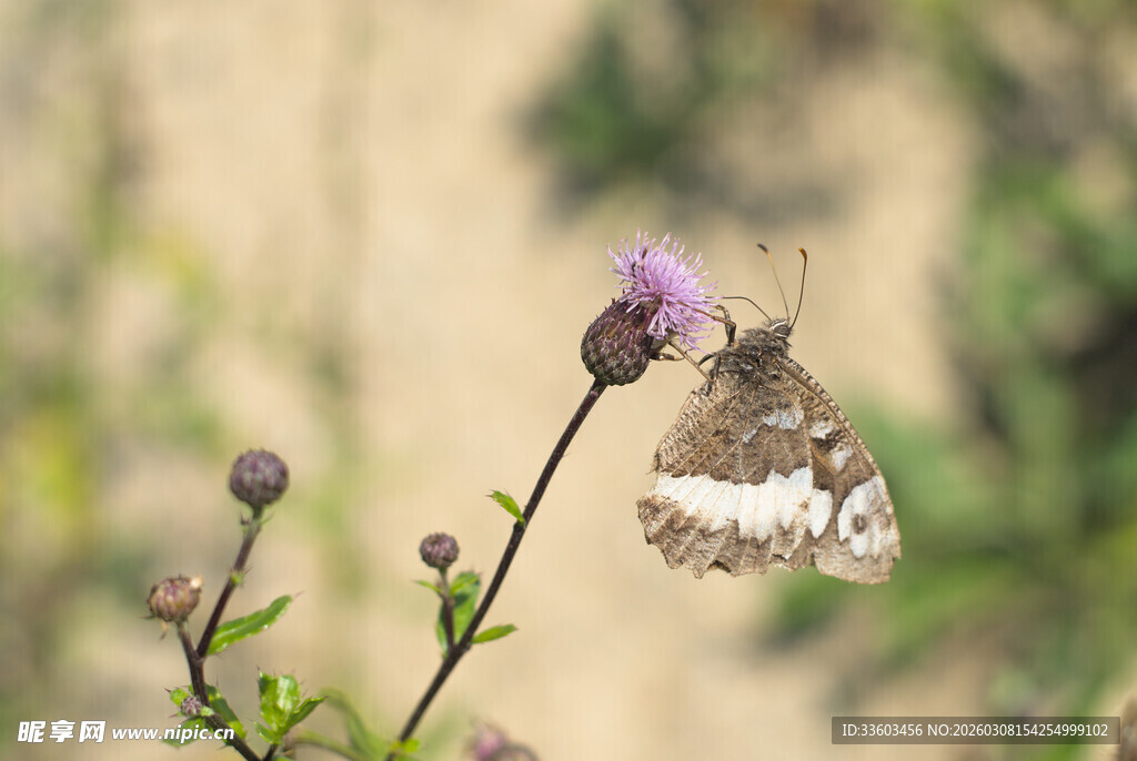 蝴蝶停驻紫色小花上