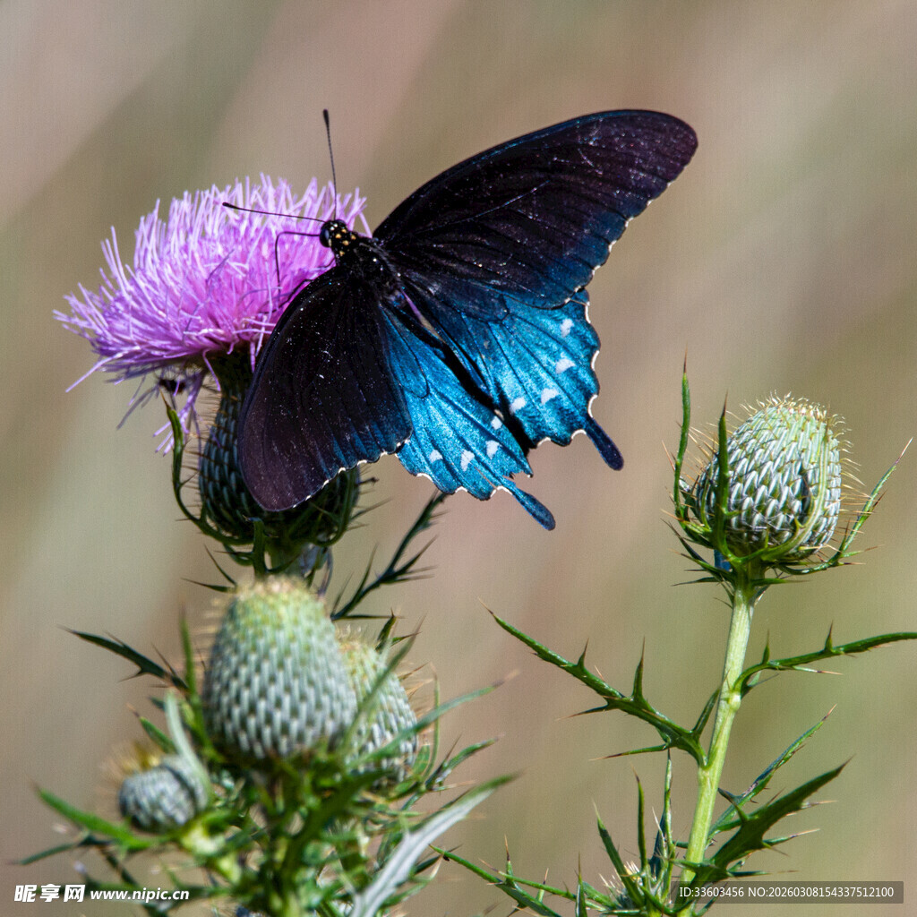 蓝黑蝴蝶停驻紫色花朵上