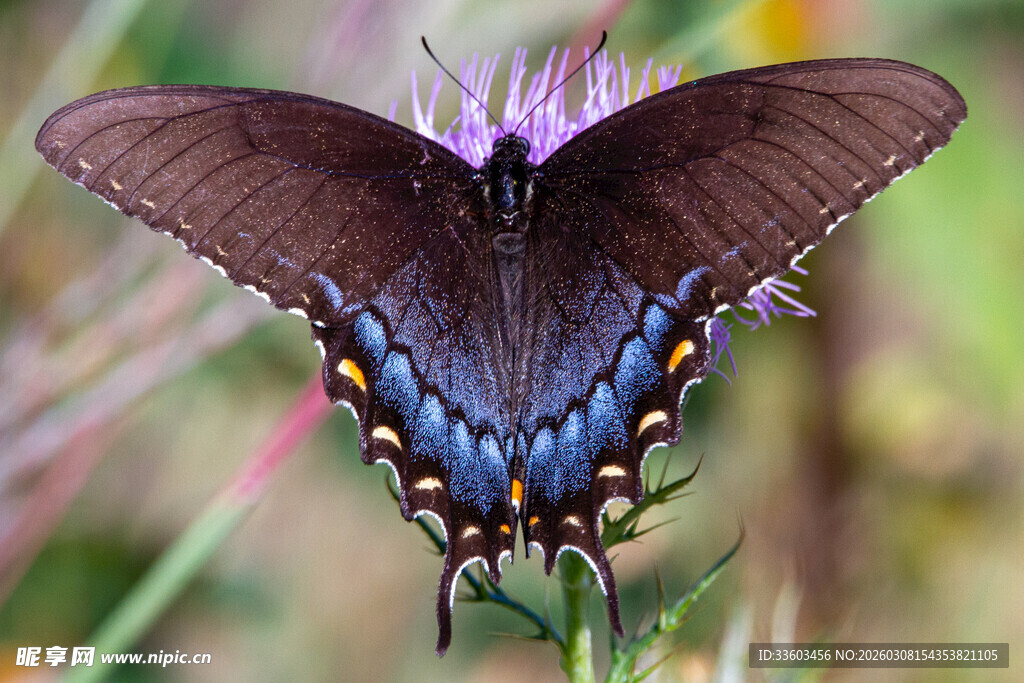 蓝尾黑凤蝶停驻紫色花朵