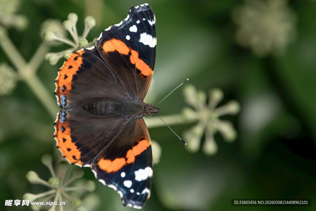 橙黑相间蝴蝶停于植物上