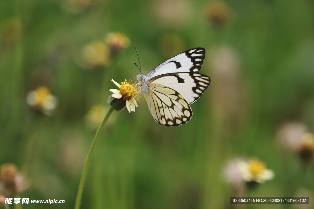 蝴蝶停驻于野花之上