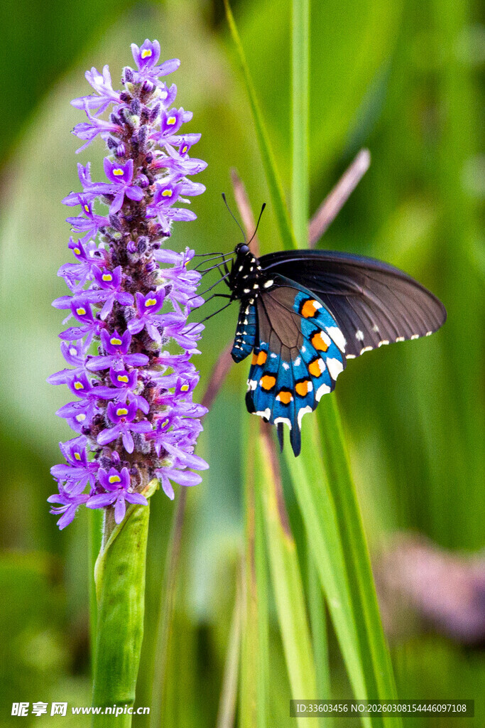 紫花上的黑蓝蝴蝶