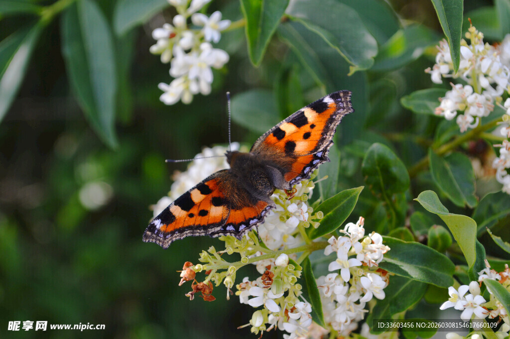 橙黑蝴蝶停于白色花朵