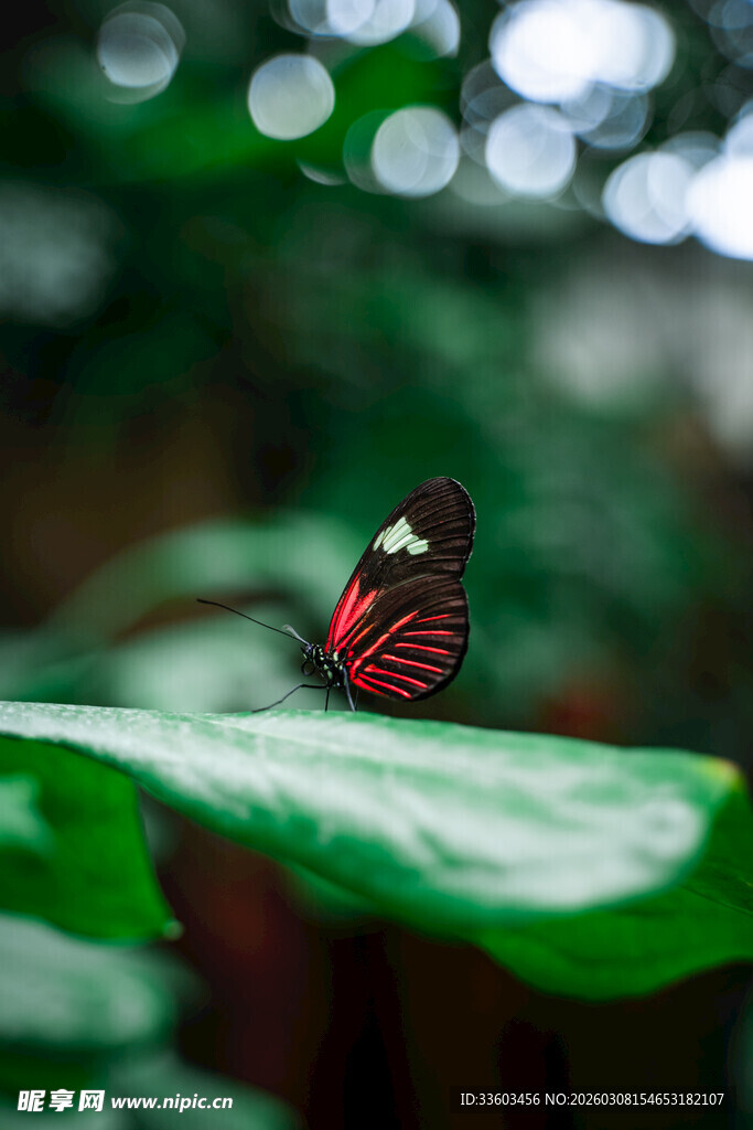 绿叶上的红黑相间蝴蝶