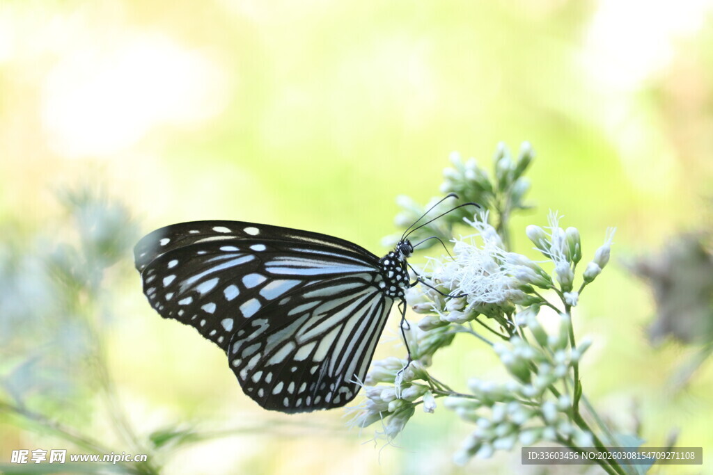 蝴蝶停驻在清新花草间