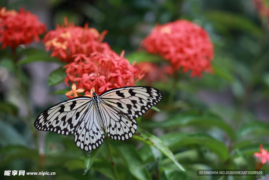 蝴蝶停驻在鲜艳红花上